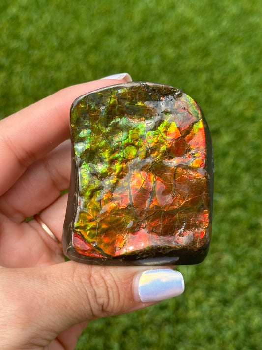 Ammolite Free Form