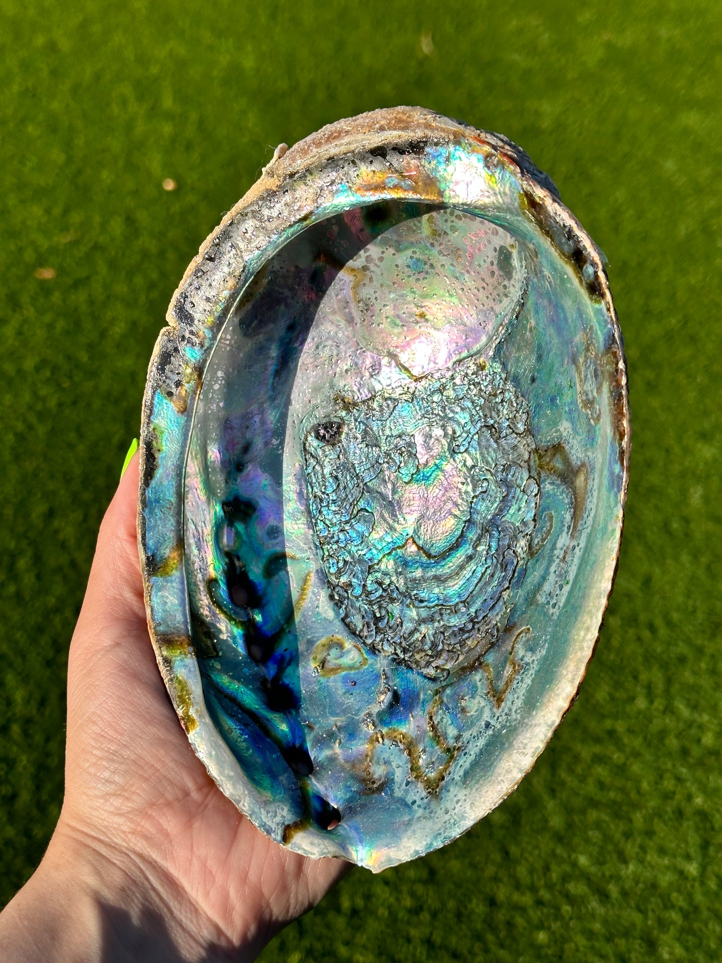 Abalone Shell Bowls