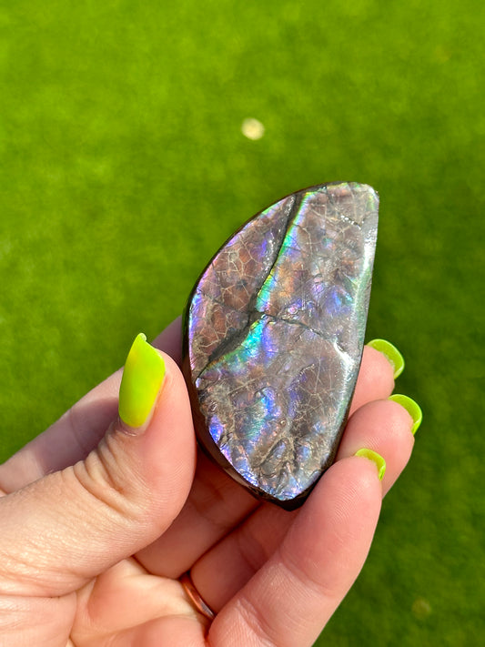 Double-Sided Ammolite