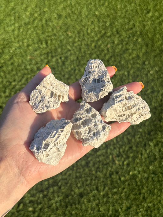 Raw Fossilized Coral