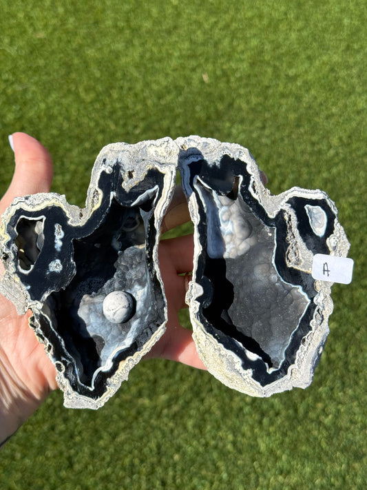 Agatized Coral