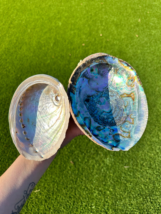 Abalone Shell Bowls