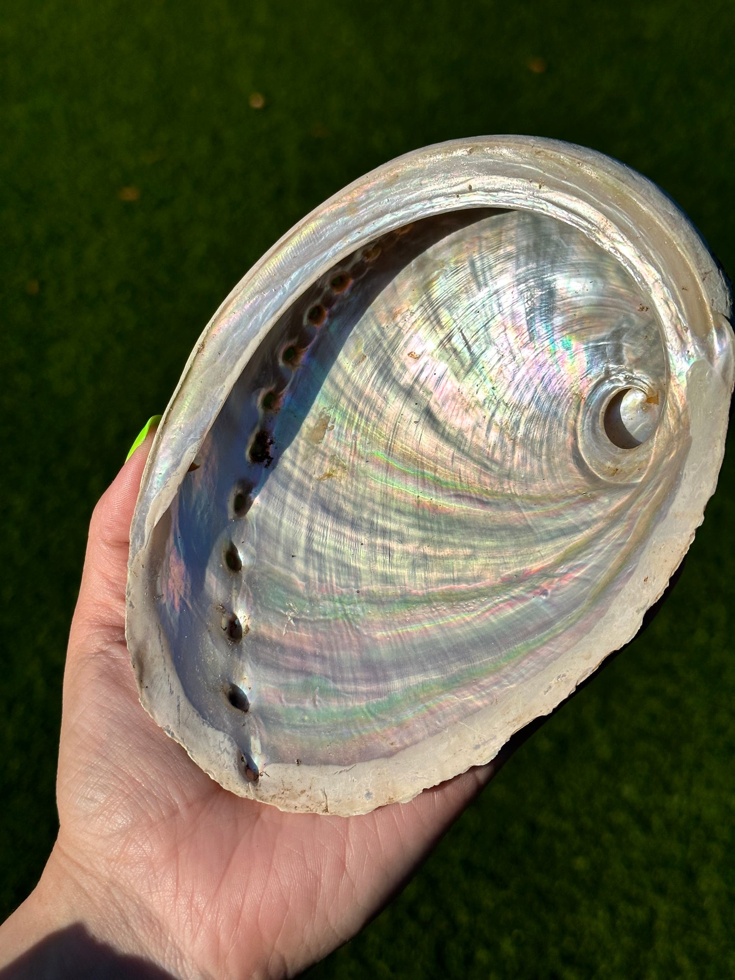 Abalone Shell Bowls